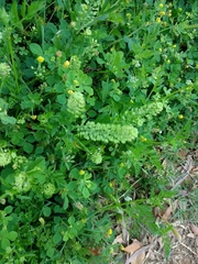 Lepidium austrinum