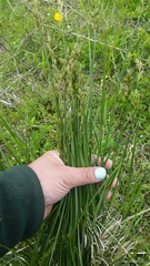 Carex bicknellii