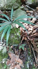 Arisaema consanguineum