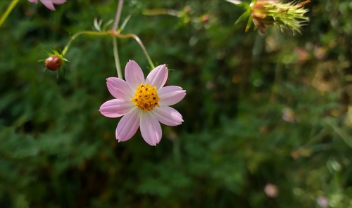 Cosmos caudatus