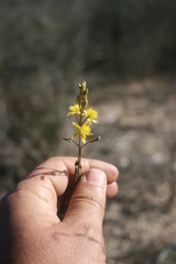 Bulbine cepacea