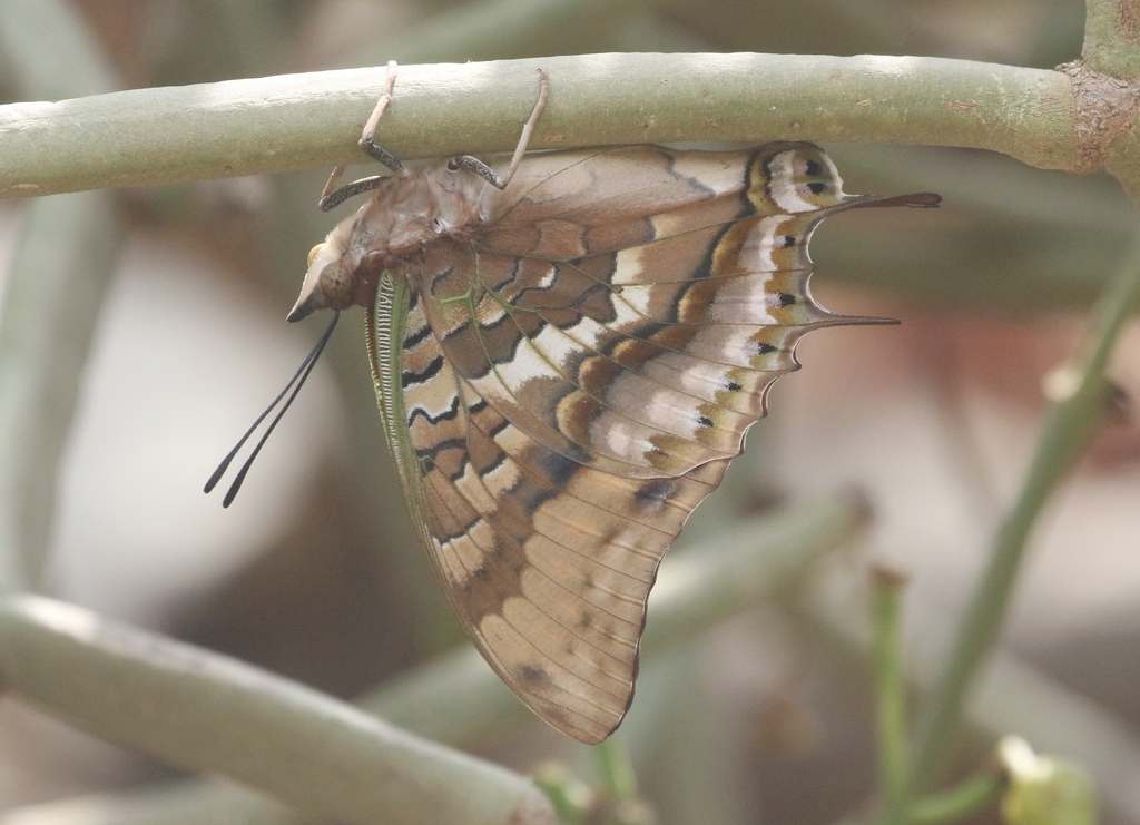 Charaxes velox