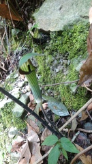 Arisaema consanguineum