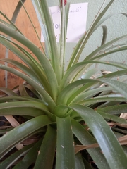 Puya raimondii