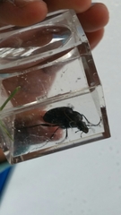 Carabina