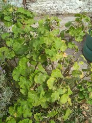 Pelargonium × hybridum