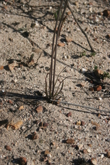Bulbine cepacea