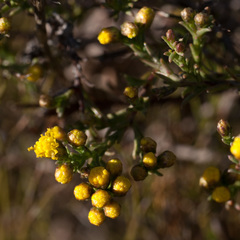 Marasmodes polycephala