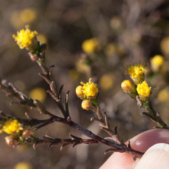 Marasmodes polycephala