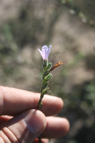 Image of Lobostemon glaber by (c) Jacques van der Merwe, some rights reserved (CC BY-SA)