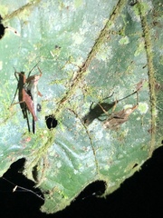 Scaria