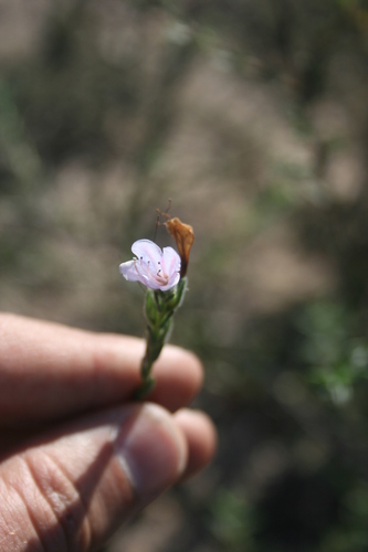 Image of Lobostemon glaber by (c) Jacques van der Merwe, some rights reserved (CC BY-SA)