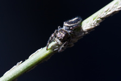 Dendryphantes mordax