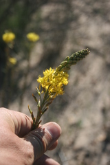 Bulbine cepacea