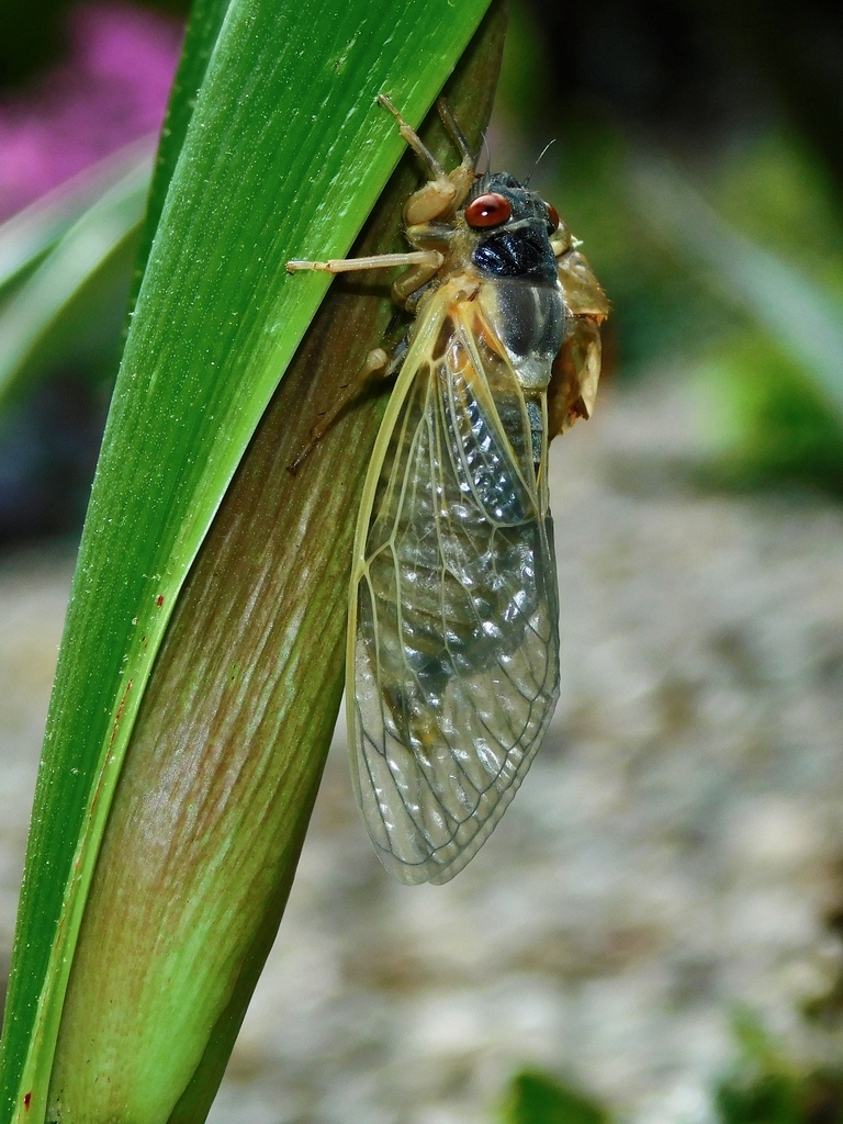 Pharaoh cicada (Magicicada septendecim)