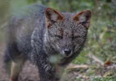 Darwin's Fox photo 5