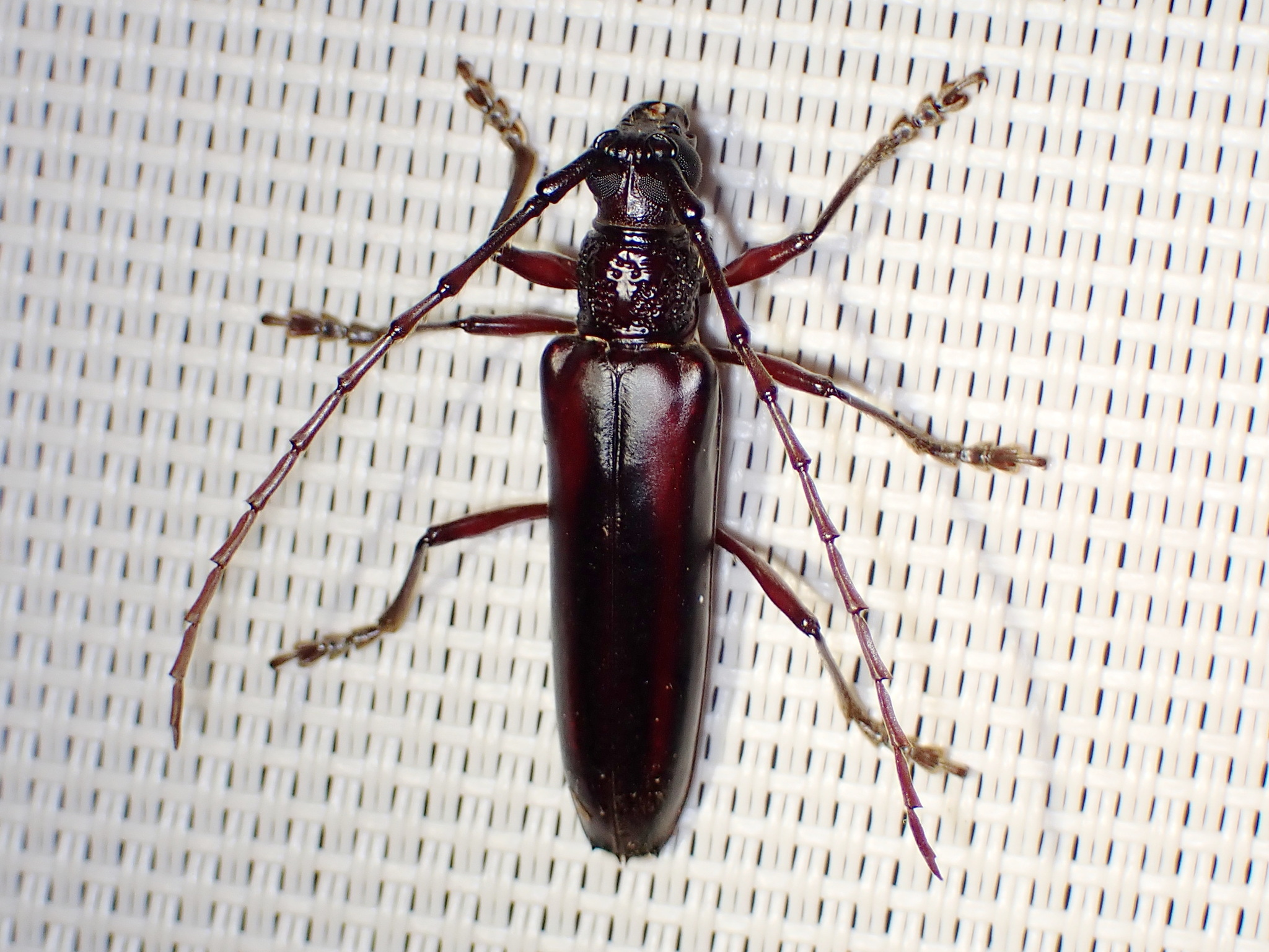 Coleoxestia rubromaculata · iNaturalist