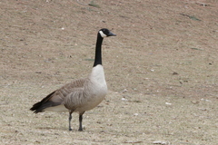 Branta canadensis