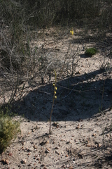 Bulbine cepacea