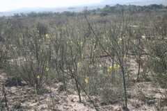 Bulbine cepacea