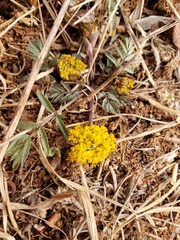 Tauschia decumbens