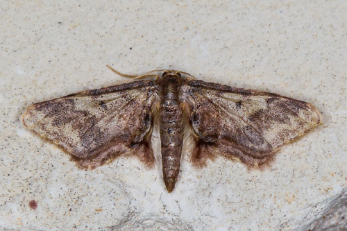 Idaea furciferata (Packard, 1873)