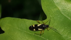 Dryophilocoris flavoquadrimaculatus