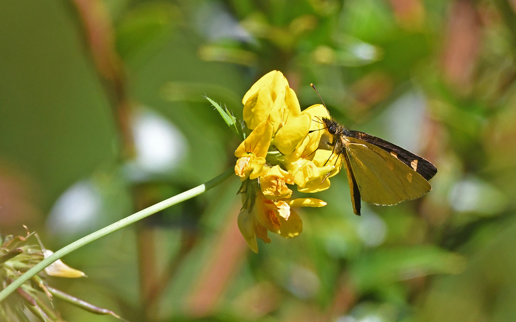 Argopteron aureipennis