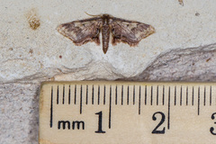 Idaea furciferata