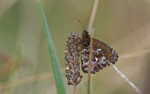 Spinantenna tristis