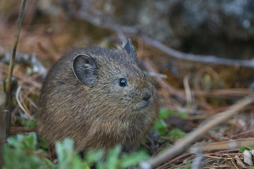 Sikkim Pika