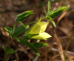 Campanula sulphurea