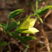 Campanula sulphurea - Photo (c) Ron Frumkin, some rights reserved (CC BY-NC), uploaded by Ron Frumkin