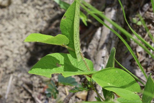 Image of Aristolochia reticulata by (c) Michelle W. （鍾偉瑋）, some rights reserved (CC BY)