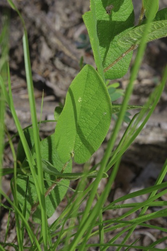 Image of Aristolochia reticulata by (c) Michelle W. （鍾偉瑋）, some rights reserved (CC BY)