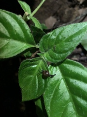 Ovachlamys fulgens