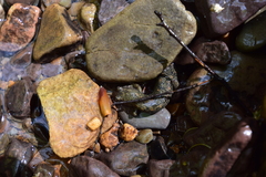 Desmognathus kanawha