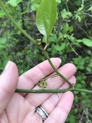 Smilax rotundifolia
