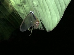 Haetera