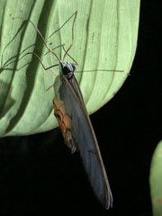 Haetera