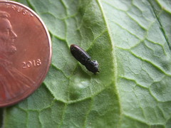 Tenebroides corticalis