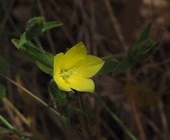 Campanula sulphurea