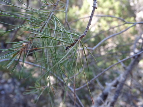 Image of Pinus pinceana by (c) Ulises Pinedo, some rights reserved (CC BY)