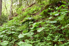Trillium sulcatum
