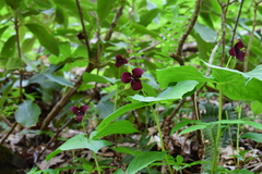 Trillium sulcatum