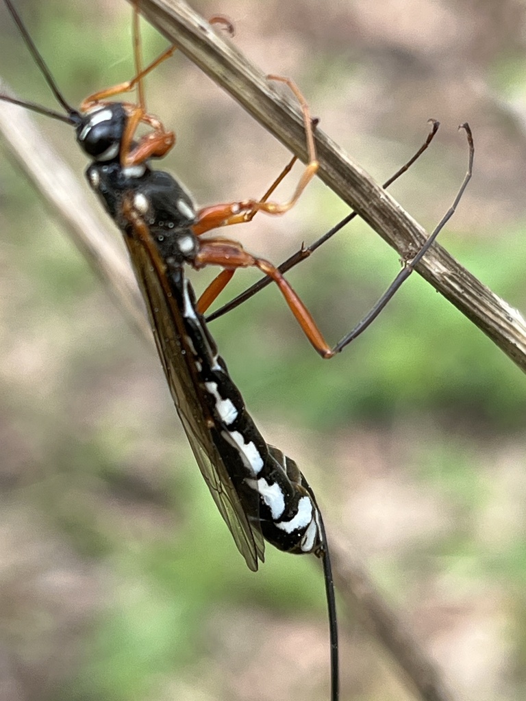 Sabre Wasp from Nuthetal - Beelitzer Sander, Michendorf, Brandenburg ...