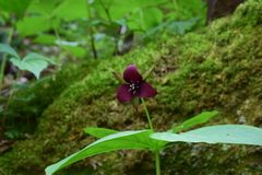 Trillium sulcatum