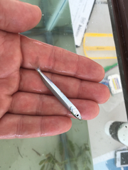 Hardhead Halfbeak photo 3