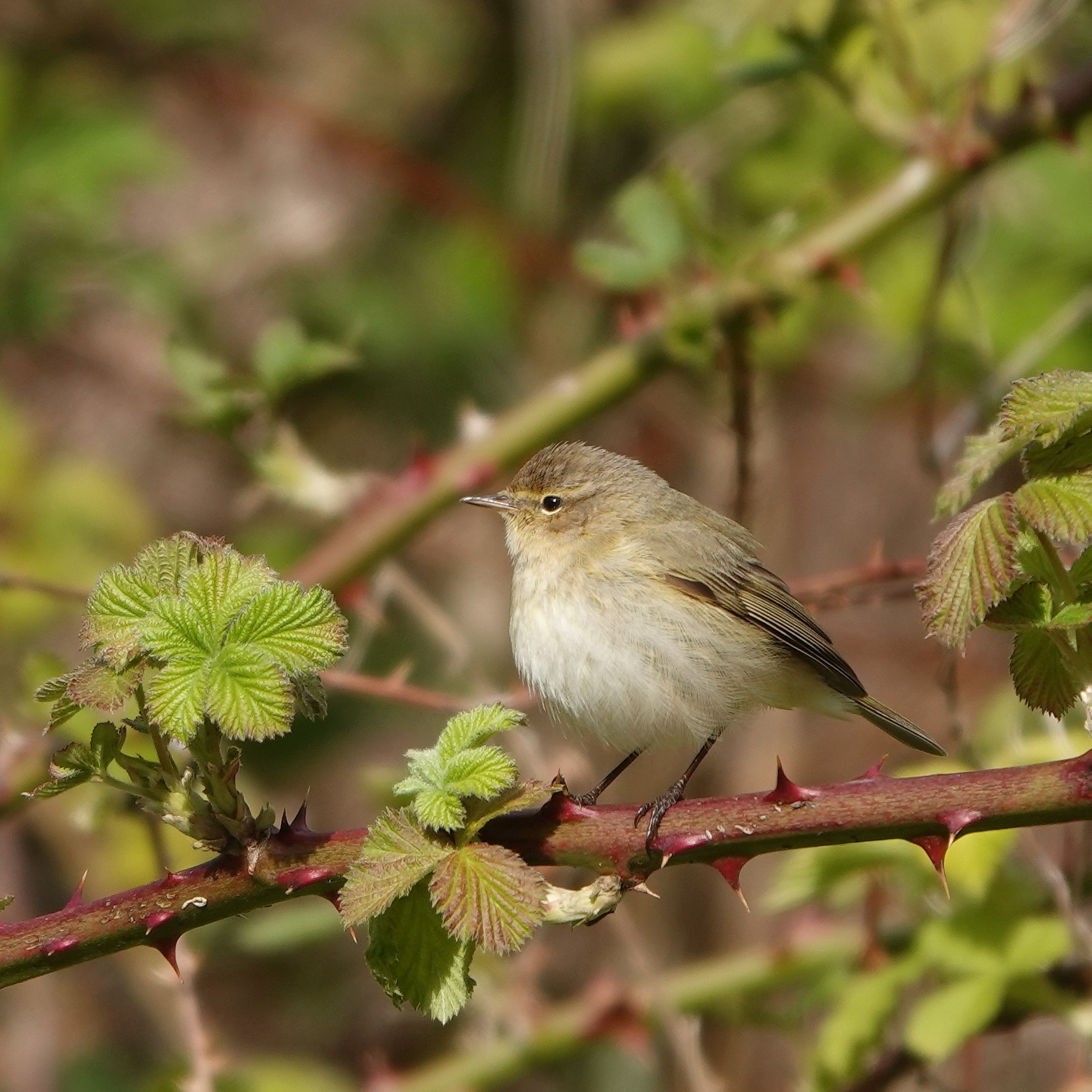 Common Chiffchaff