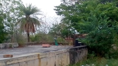 Pavo cristatus
